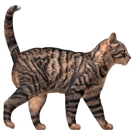 A brown tabby cat mid-stride, tail up.